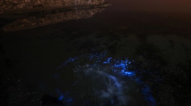 Bursa'da enteresan olay. Görenler şaşkınlık yaşadı