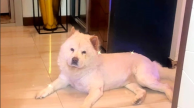 Çin aslanı cinsi köpek sahibinin bacağını paramparça etti!