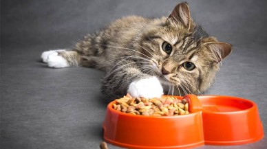 Kısırlaştırılmış Kedi Maması Ne Kadar Önemli?