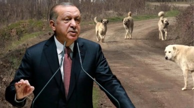 Cumhurbaşkanı Erdoğan kurmaylarına sokak köpekleriyle ilgili talimatı verdi