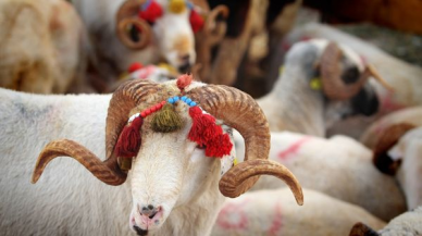 Bakanlık duyurdu: Satılamayan kurbanlıklar ESK tarafından satın alınacak!