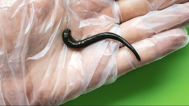 Sülükler ilham kaynağı oldu! Kan alma çilesi son buluyor