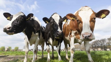 İneklere gaz vergisi geldi