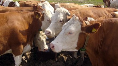 Bayrama günler kala korkutan haber: Kurbanlıkların tamamında tespit edildi,  satışlar yasaklandı