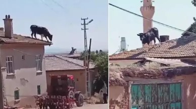 Kurbanlık boğa evin çatısına kaçtı. Çok sayıda acemi kasap yaralı