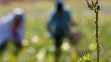 Hasadı başladı. Sadece bir ilçede yetişiyor. Kilosu 200 liraya kapışılıyor