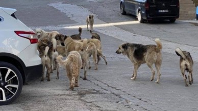 Sahipsiz sokak köpekleriyle ilgili kanun teklifi,  TBMM'de kabul edildi