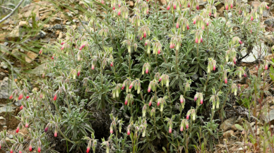 Sosyal medyada gördügü bitkinin izini sürdü: Bilim dünyasına kazandırdı!