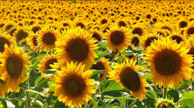 Bakanlık'tan  ayçiçek yağı için yeni düzenleme!