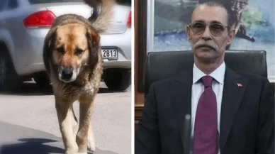 Erdal Beşikçioğlu'ndan skandal karar: Çocuğu ısıran köpeği bakın ne yapacak!