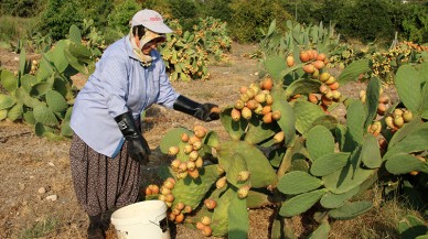 Vitamin deposu olduğu kanıtlandı! Bu meyvenin faydaları saymakla bitmiyor
