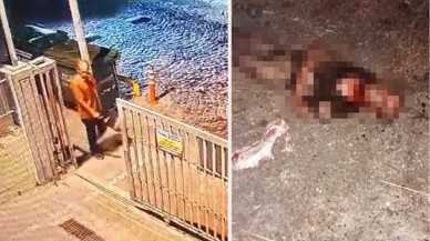 Fatih'te sokak köpeklerinin parçalayarak öldürdüğü adamla ilgili kahreden detay ortaya çıktı