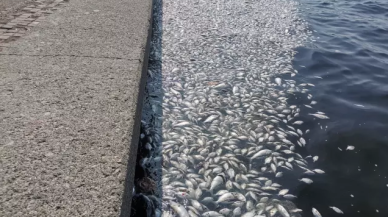 İzmir'de endişeye sebeb olan görüntü: Ölü balıklar kıyıya vurdu!