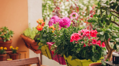Bahçecilik ve Şehirde Doğal Yaşam: Küçük Alanlarda Büyük Mucizeler Yaratın