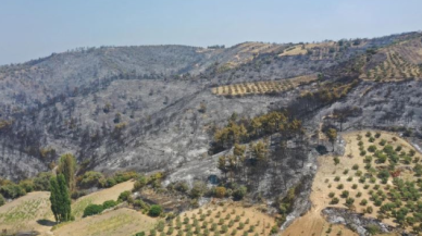 Manisa'da yeşillikler küle döndü!