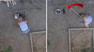 Manisa'da vahşet: Yavru kedileri işkence yaparak öldürdü