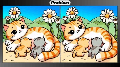 Yavrularını besleyen iki anne kedi arasındaki 3 farkı yalnızca IQ'su yüksek olanlar 15 saniyede bulabiliyor