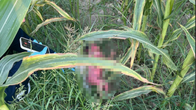 Osmaniye'de tarlada yeni doğmuş  bebek bulundu!