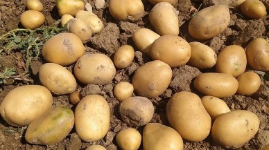 Patatese büyük indirim: 20 liradan 5 liraya kadar düştü