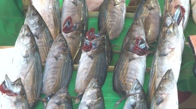 Balık tezgahlarında bu sene balık bolluğu yaşanıyor