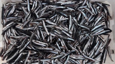 Havaların serinlemesiyle balık satışları arttı