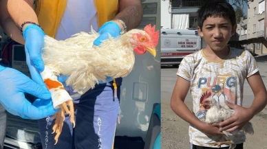 Bursa'da yaralı tavuğa ambulans müdahalesi!