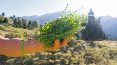 Dünyanın en etkili doğal antibiyotiği: Limon ve sarımsaktan 30 kat daha güçlü!