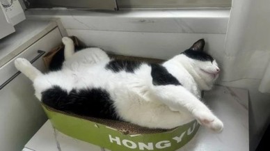 Çin'de evcil hayvanlar "iş dünyasına" adım atıyor