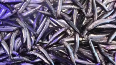 Balıkçıların hamsi endişesi: Bu sene fazla olmayacak!