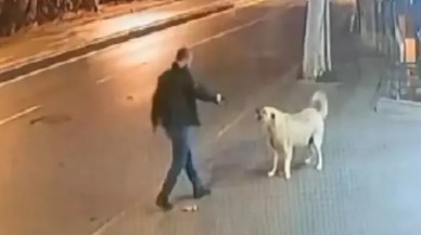 Sokak köpeğinin üzerine yürüyüp silah çekti,  şans eseri kurtuldu