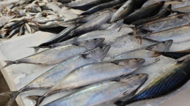 Balık çeşitleri azaldı,  fiyatlar tavan yaptı