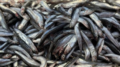 Tezgahlarda balık bolluğu yaşanıyor!