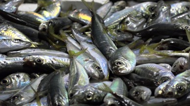 Tezgahlarda istavrit ve çinekop bolluğu yaşanıyor!