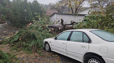 Beşiktaş'ta lodos nedeniyle ağaç otomobilin üzerine devrildi