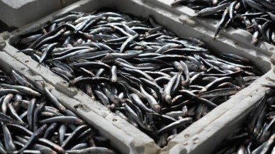 Sezonun ilk yerli hamsileri tezgahlarda,  işte kilogram fiyatı