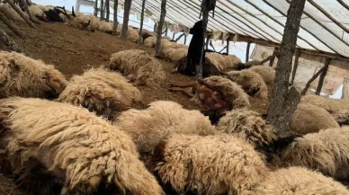 Siirt’te havasızlık faciası: 150 koyun telef oldu