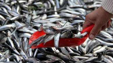 En sağlıksız balık belli oldu