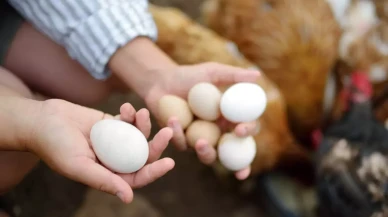 Kapüşonu yumurta toplama makinesine dolanan Semra Yıldırım,  hayatını kaybetti