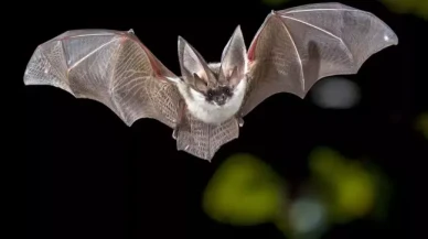 Yarasa tarafından ısırılan öğretmen hayatını kaybetti!