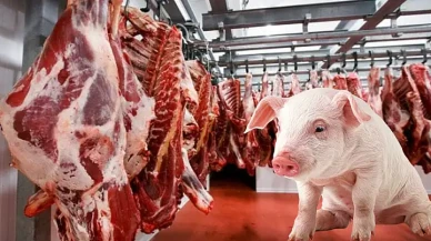 Gıdada skandal sürüyor: 2 firmanın daha vatandaşa domuz eti yedirdiği ortaya çıktı