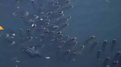 Adana'da korkutan görüntü!