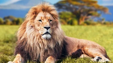 Üç aslan birden saldırdı! Görevli hayatını kaybetti