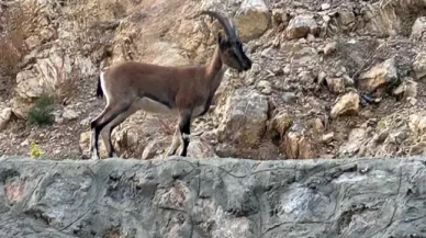 "Domates yıkıyordum" dedi,  gerçek ortaya çıktı! Rekor ceza