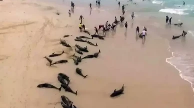 110 yunus ölü bulundu!