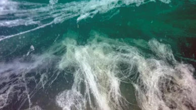 Marmara Denizi'nde müsilaj tehdidi yeniden ortaya çıktı!