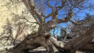 Eğik dut ağacının hikayesi duyanları hayrete düşürüyor!
