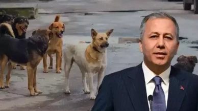 Bakan Yerlikaya'dan sahipsiz hayvanlar açıklaması: Müfettişler 2 ayda bir belediyeleri denetleyecek