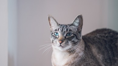 Kedi Beslenmesinde Doğru Mama Seçimi: Yavru Kedi Maması,  Yaş Kedi Maması ve Kuru Kedi Maması