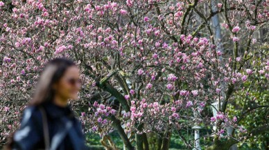 Tarihi Kasırda Görsel Şölen: Manolya Ağaçları Çiçek Açtı