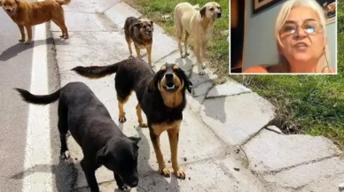 Hayvanlara Adalet Derneği Başkanı'ndan skandal sözler: "Keşke köpekler,  görevlilerin boynunu koparsa"